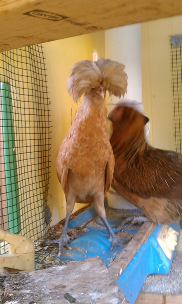 Zazzles in the Coop